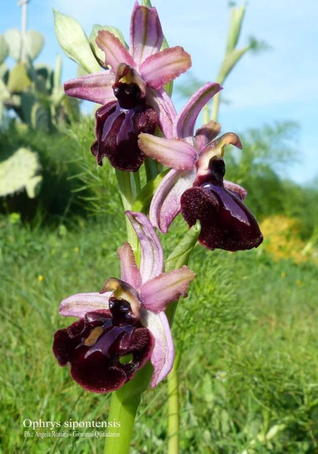 Orchidea Mattinata Parco Del Gargano Apartment Exterior photo