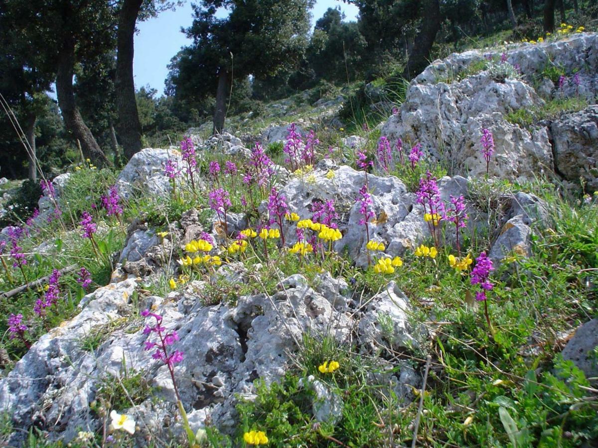 Orchidea Mattinata Parco Del Gargano Apartment Exterior photo