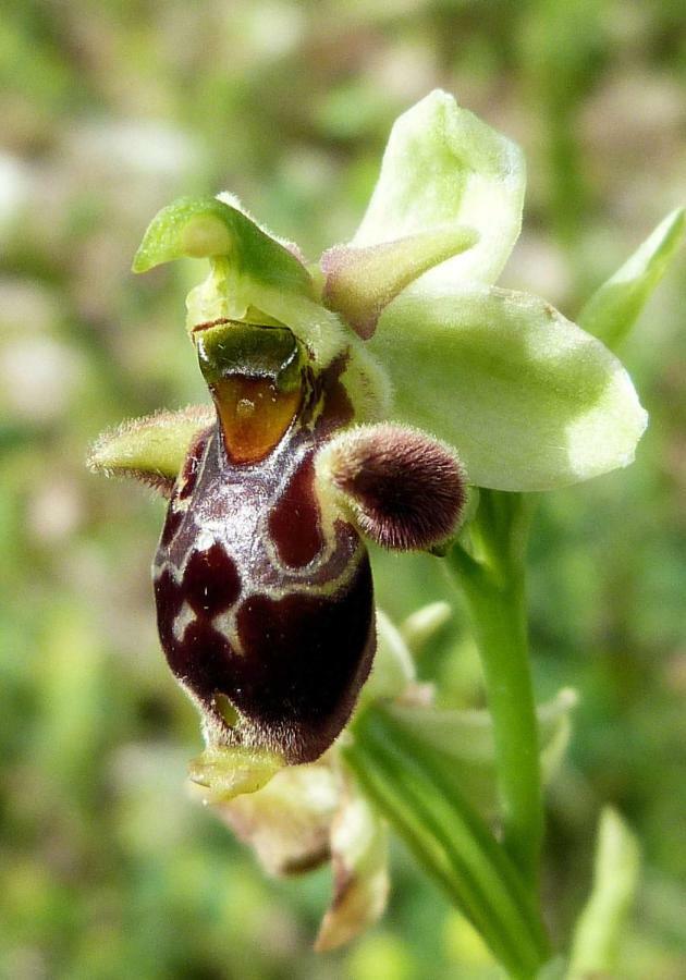 Orchidea Mattinata Parco Del Gargano Apartment Exterior photo